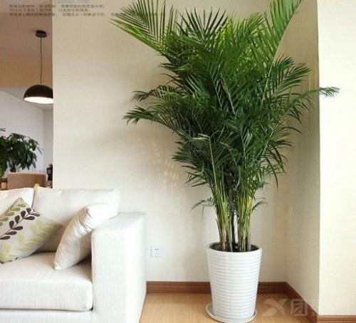 客厅摆植物风水 客厅摆放植物要注意的风水 客厅放什么植物好风水