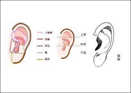 耳垂大小代表什么 耳垂越来越大说明什么