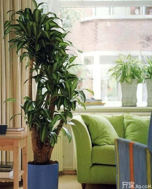 客厅室内摆放风水植物的常识 客厅摆放什么植物招财