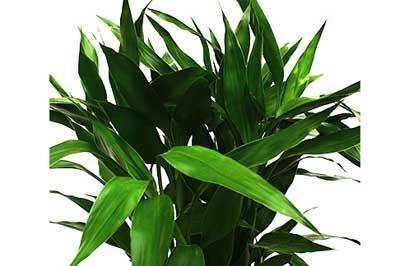 富贵竹的养殖方法 富贵竹冬天怎么养 富贵竹的养殖