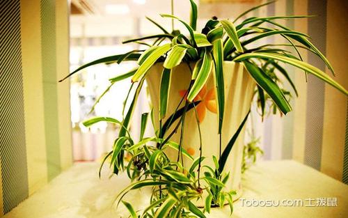 哪种植物适合放客厅 适合放客厅比较高的植物
