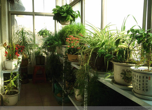 卧室阳台养花风水的小常识 卧室的阳台可以养花吗
