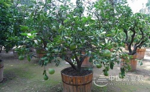 柚子树盆栽怎么栽培与管理 柚子树栽培管理