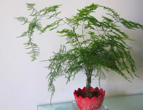 风水植物：可以摆放在家中的旺财植物介绍 家庭旺财风水植物