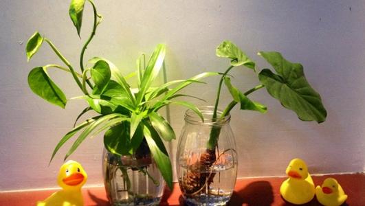 住宅摆放风水植物的讲究 植物与风水
