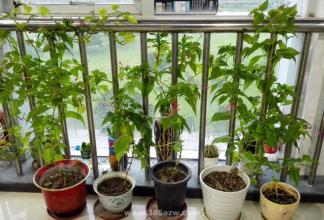 居家风水适合养的植物 室内适合养什么植物