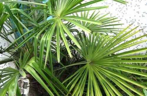棕榈树盆栽的种类,怎么养殖 棕榈树盆栽