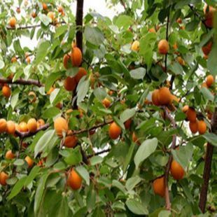 院子里能种杏树吗 杏树风水寓意