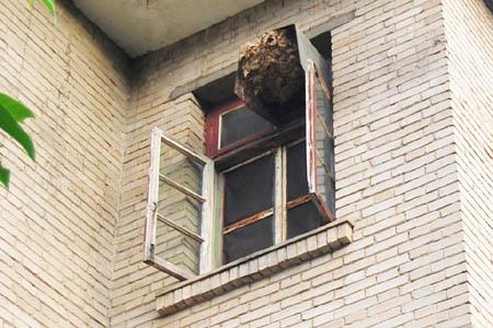 家窗户外有蜂窝的预兆是什么 好吗 卧室窗外有蜂窝好不好
