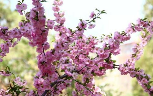 家里种什么树催桃花 什么植物可以催桃花 催桃花的植物