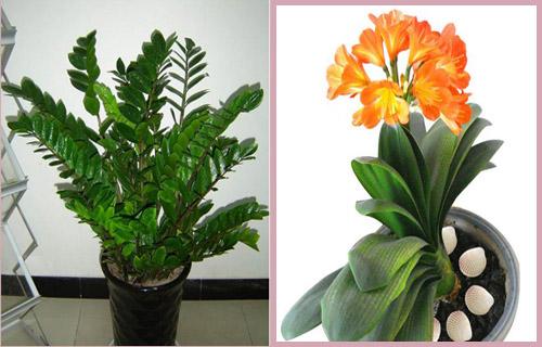 室内风水植物和花卉选择 风水植物
