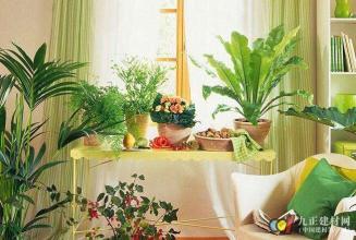 客厅风水植物怎么摆放 客厅摆放什么植物招财