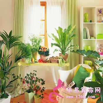 卧室摆放风水植物的讲究 卧室植物摆放风水禁忌