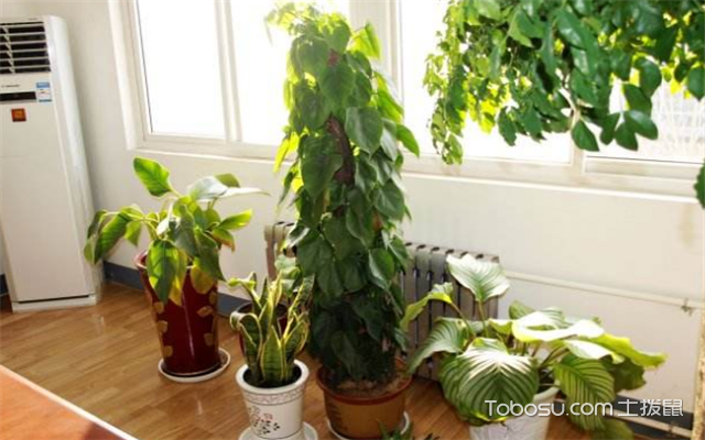 办公室植物选择的讲究 办公室放什么植物