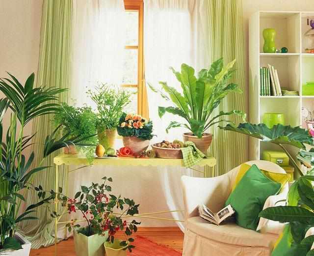 卧室适合放哪些植物 卧室放哪些植物比较好