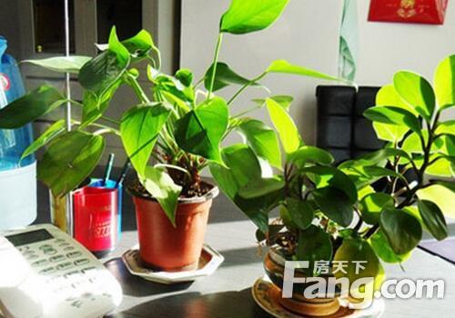 办公桌上放什么植物好风水 办公桌对着厕所摆什么植物