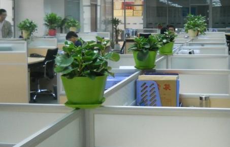 办公室盆栽风水 挡煞防小人植物