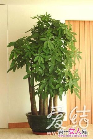 旺财植物：风水中常见的招财树介绍 旺财风水植物