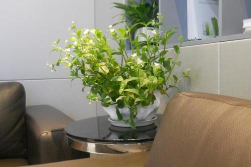 办公室放植物风水的讲究 办公室风水植物摆放