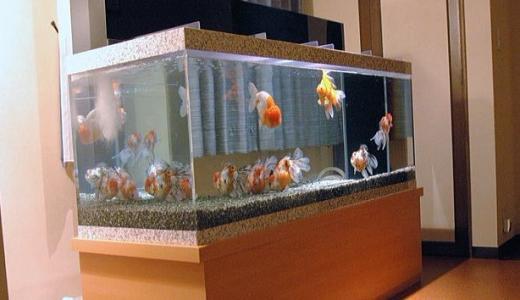 办公室内的金鱼怎么养对运势有何帮助 办公室养什么金鱼