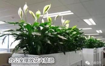 办公室花卉 风水的摆放 办公室风水花卉有哪些