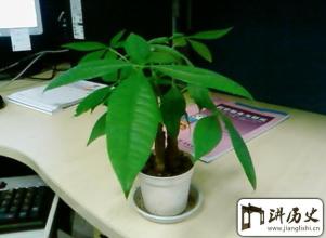 选择办公室植物时需要注意哪些 办公室植物