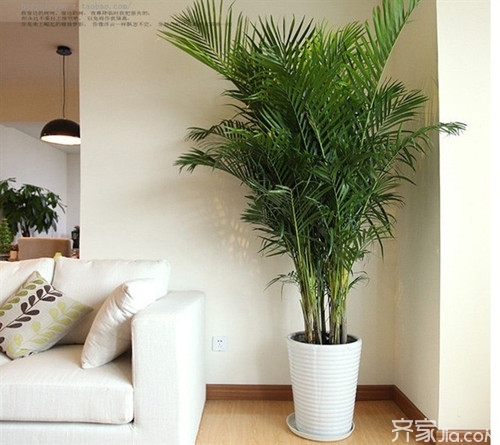 客厅放植物风水的禁忌 客厅放什么植物最好风水
