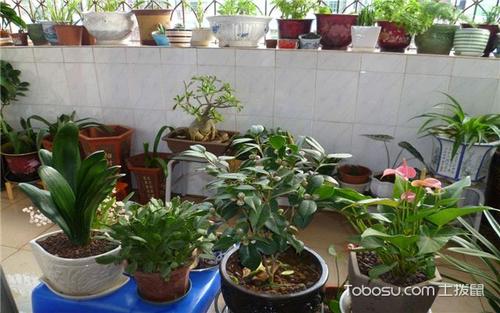 阳台种什么植物好 小植物大用途 阳台小植物