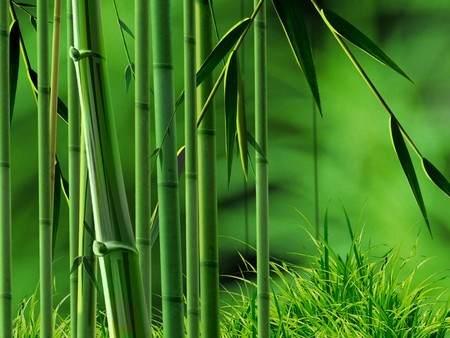 竹子与风水 庭院竹子风水