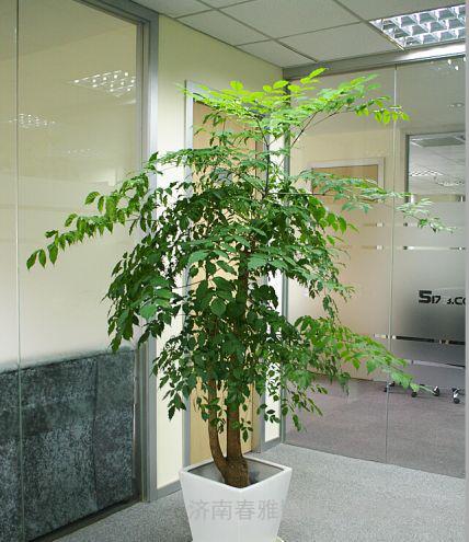发财树可以摆放在办公室座位的后面吗 办公室发财树摆放位置