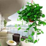 家居植物绿萝放客厅风水好吗 客厅种什么植物风水好