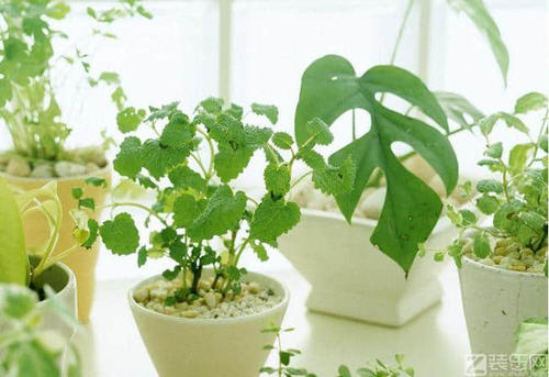 家居风水植物有哪些,旺财植物 旺财风水植物
