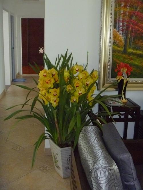 适合在客厅放的花 哪些花适合摆放在客厅