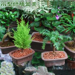 绿植小盆栽的养殖方法 绿植的养殖方法