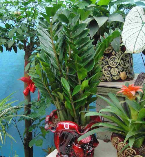 室内摆放什么植物招财 风水中最招财的植物 风水中最招财的植物