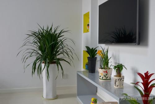 分析客厅植物摆放风水 客厅放什么植物好风水