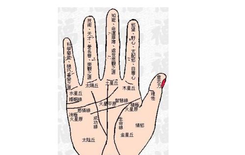 关于手相手指的长短粗细算命解析 手指长短