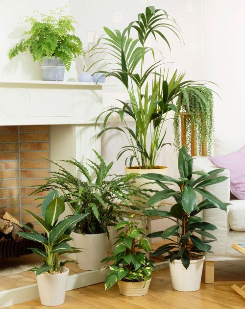 室内植物摆放风水布局 风水植物什么最好