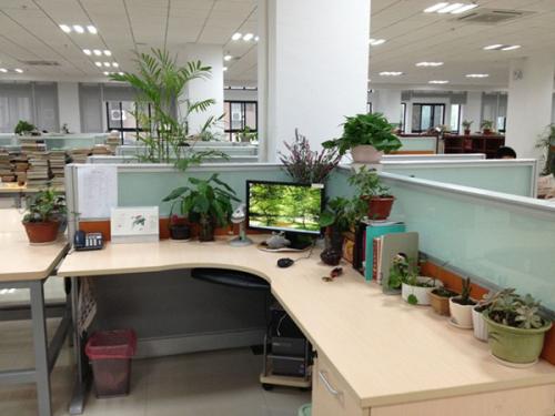 办公桌上放啥植物最好 办公桌上放什么植物对眼睛好