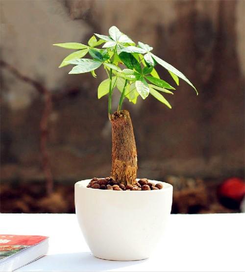 小盆栽发财树如何养护 发财树怎么养护