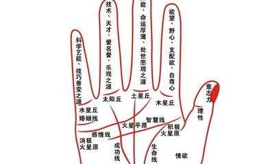 手相算命中关于手掌中影响线具有的意义 手相
