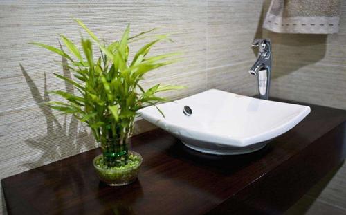 适合放卫生间的植物 厕所花卉