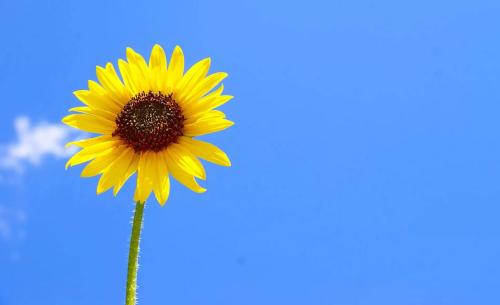 向日葵花语是什么 向日葵的寓意和象征