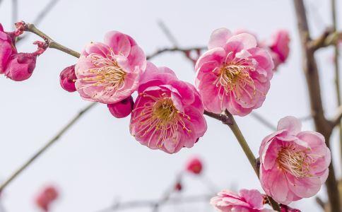 能够招桃花的东西有哪些 怎么样招桃花