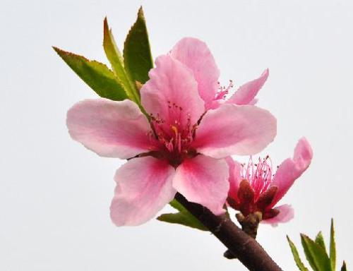 要想增强桃花运在风水上要注意什么 风水桃花运