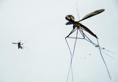 一只蜻蜓飞进家里预示着什么呢 家里飞进蜻蜓什么预兆