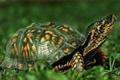 有乌龟往家里爬在风水中有什么说法 家里爬来一只乌龟寓意