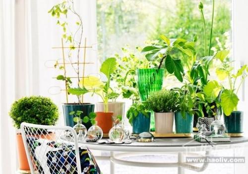 居家植物摆放风水禁忌有哪些 客厅摆放什么植物最好