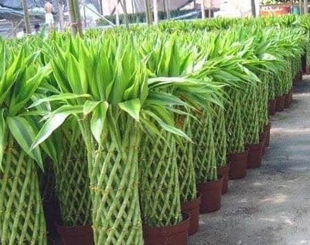 使用富贵竹催旺风水 需了解植物的特点 旺风水的植物