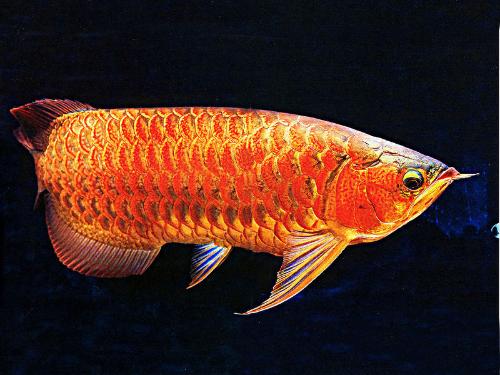 天价金龙鱼 268万红龙鱼 红龙鱼和金龙鱼